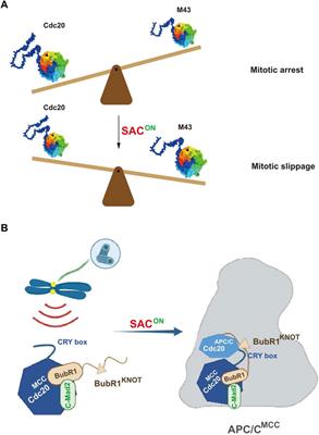 Novel regulation on the mitotic checkpoint revealed by knocking out CDC20